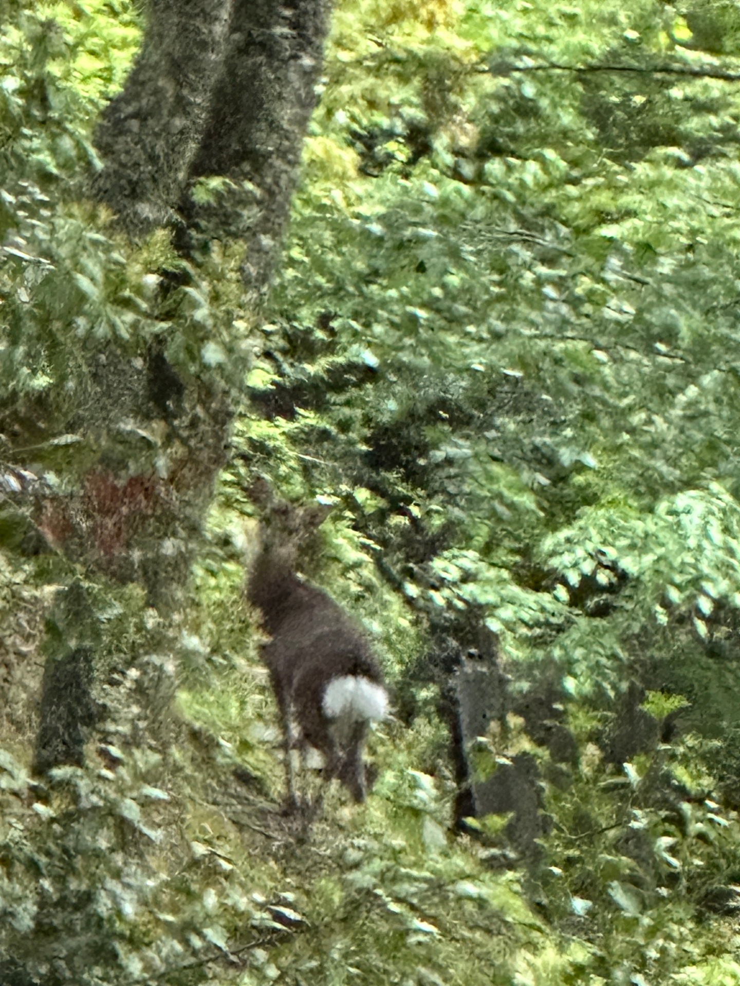 Japan Yoshino Deer