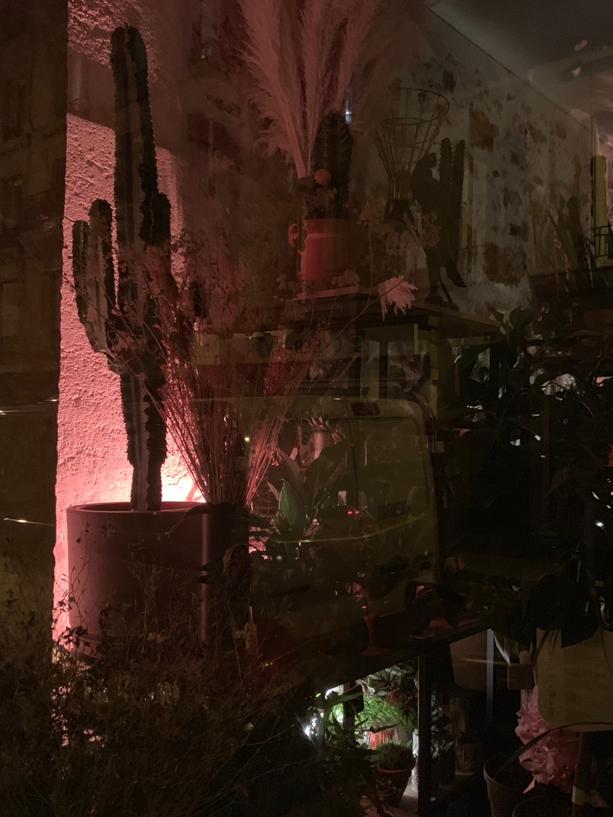 Pigalle Plants