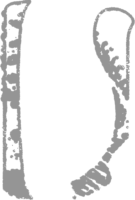 Placidum Logo